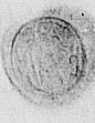 Eget segl benyttet 28. mars 1627 (Vedlegg x til Fogderegnskap Moss 1626-27)
